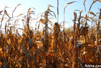 What the Expired Farm Bill Means for Farmers and Food Prices
