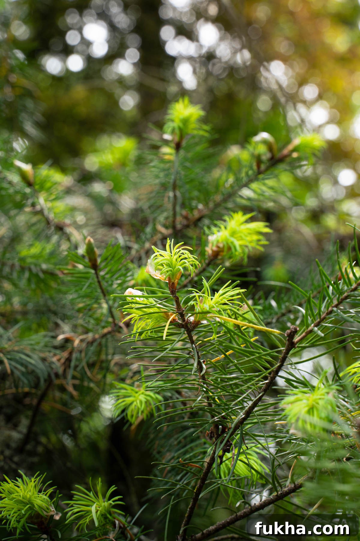 Douglas fir tips shining in the sunshine