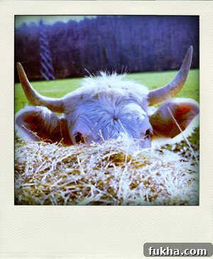 Like an Apron on a Cow: How to Spot an Awkward Mismatch 2 Shy cow