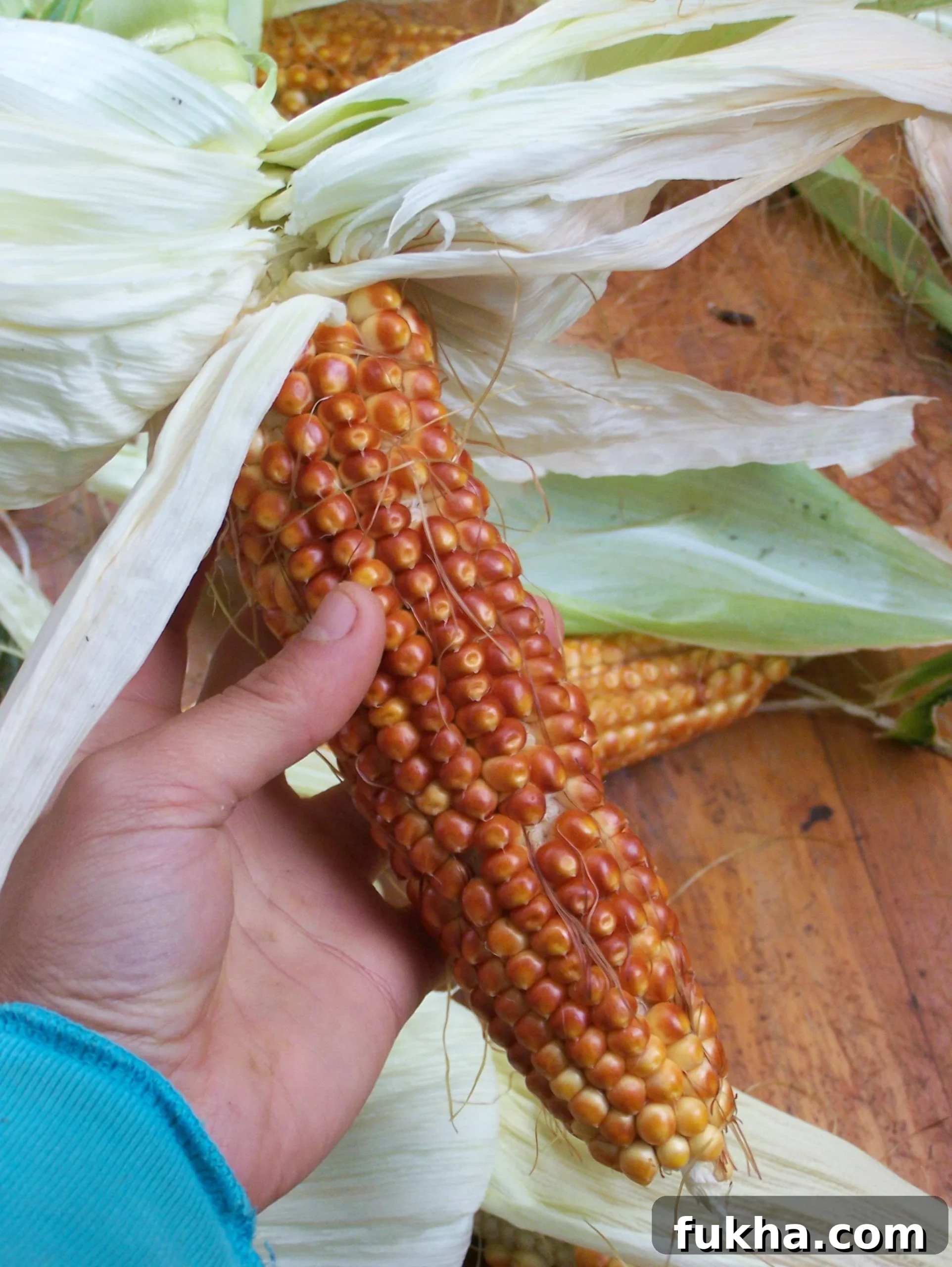 ear of heirloom corn drying