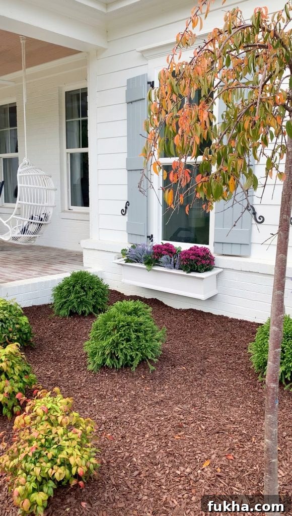 a fall window box with purple mums